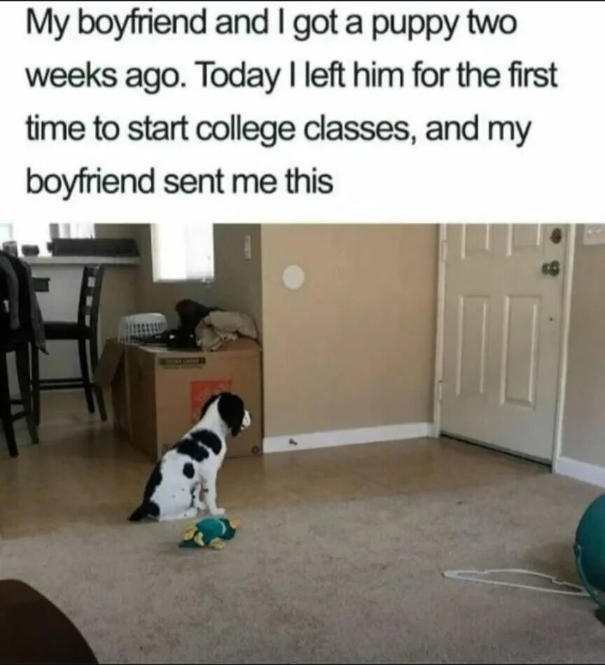The meme features a personal anecdote paired with a photograph. The top text explains that the creator got a puppy two weeks ago, left for college classes for the first time, and received a photo from their boyfriend. The accompanying image shows a small black and white spotted puppy sitting on a carpeted floor, facing a cardboard box with a toy in front, conveying a sense of the puppy missing its owner. The scene is set in a home interior with visible dining furniture and a door, enhancing the personal and relatable nature of the content.