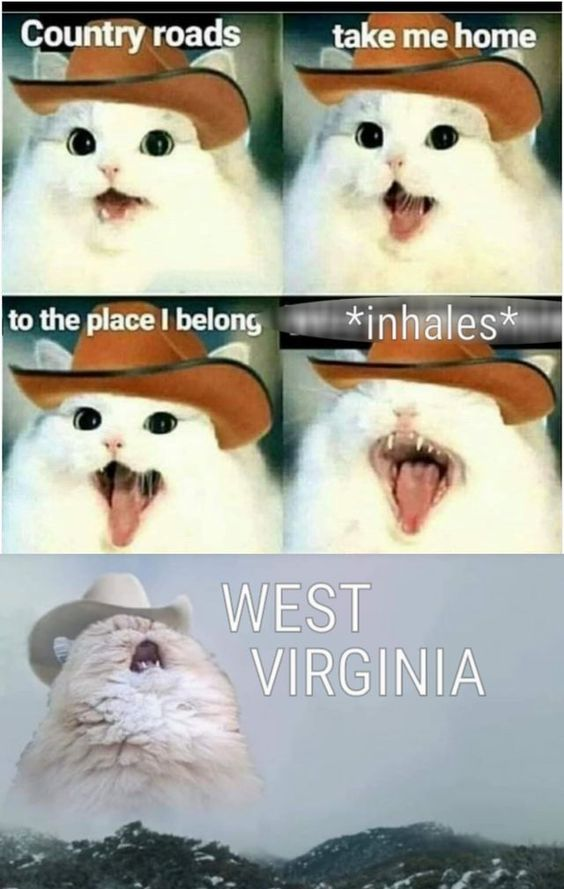 This is a multi-panel meme that depicts a fluffy white cat wearing a cowboy hat progressively singing the opening lines of John Denver's classic song *Take Me Home, Country Roads*. Each panel matches a line of the song, with the cat opening its mouth wider and wider to match the increasing volume and intensity of the singing: first line 'Country roads', second 'take me home', third 'to the place I belong', followed by a panel labeled *inhales* showing the cat with a huge open mouth preparing for the big final line. The final panel places the cat (now in a lighter colored cowboy hat) over a misty mountain background, yelling the iconic lyric 'WEST VIRGINIA'. The humor comes from exaggerating the dramatic enthusiasm of singing this beloved song, with the cat's progressively more open mouth perfectly matching the song's build-up.
