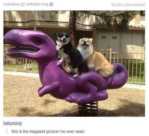 This image features two joyful dogs sitting atop a bright purple plastic dinosaur spring rider, a classic playground toy. The first dog, a black, white, and tan corgi mix, has a wide, toothy grin, while the second, a fluffy light brown dog, also displays an open-mouthed happy expression. Below the photo, a comment from user 'babyminaj' reads: *this is the happiest picture I've ever seen*, which perfectly captures the warm, cheerful vibe of the scene. There is no wordplay or visual joke here—just pure, wholesome content from the dogs' overjoyed reactions paired with the silly, playful playground ride.