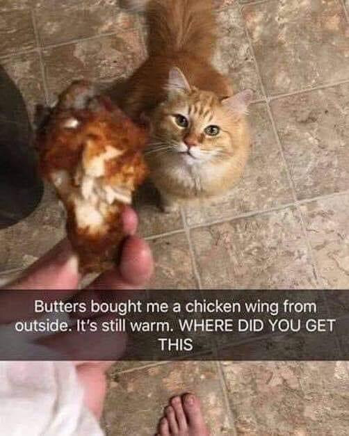 The image uses a first-person perspective, showing a person holding a partially eaten cooked chicken wing. A fluffy orange tabby cat named Butters sits on the tiled floor below, staring up at the person with wide, innocent eyes. The text overlay jokes that Butters bought the person a still-warm chicken wing from outside, and the person is questioning where the cat obtained the food. The humor plays on the common trope of outdoor cats bringing unexpected 'gifts' to their owners, with the implied punchline that the cat likely got the chicken wing from an unknown, possibly unethical source like stealing it from a nearby person.