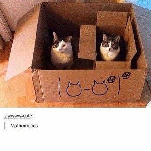 This meme uses a clever visual pun to reference the algebraic formula (a + b)². A cardboard box is cut to create a smaller inner compartment, visually representing the expanded form of the square of a sum. Two real cats sit in the respective box sections: one in the larger outer area and one in the smaller inner box. The formula drawn on the front of the box replaces variables with cat icons, creating (🐱 + 🐱)². Below the image, a comment from user "awwww-cute:" on X.com reads "Mathematics", emphasizing the playful connection to algebra. The meme is wholesome and humorous, combining educational concepts with adorable pets to create a lighthearted, clever joke.