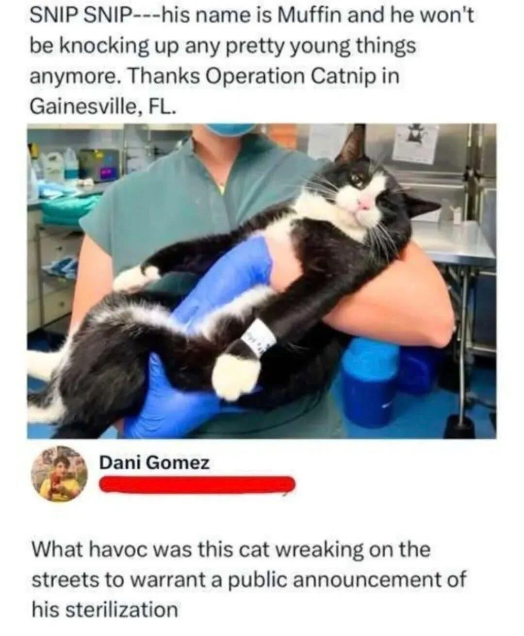 The image features a top text overlay that reads: 'SNIP SNIP---his name is Muffin and he won't be knocking up any pretty young things anymore. Thanks Operation Catnip in Gainesville, FL.' Below the text is a photograph of a black and white cat named Muffin being held by a person in teal medical scrubs and blue gloves. The cat appears relaxed with a bandage on one leg, likely post-sterilization. The background shows a clinical setting with medical equipment. Below the photograph is a user comment from Dani Gomez: 'What havoc was this cat wreaking on the streets to warrant a public announcement of his sterilization'.