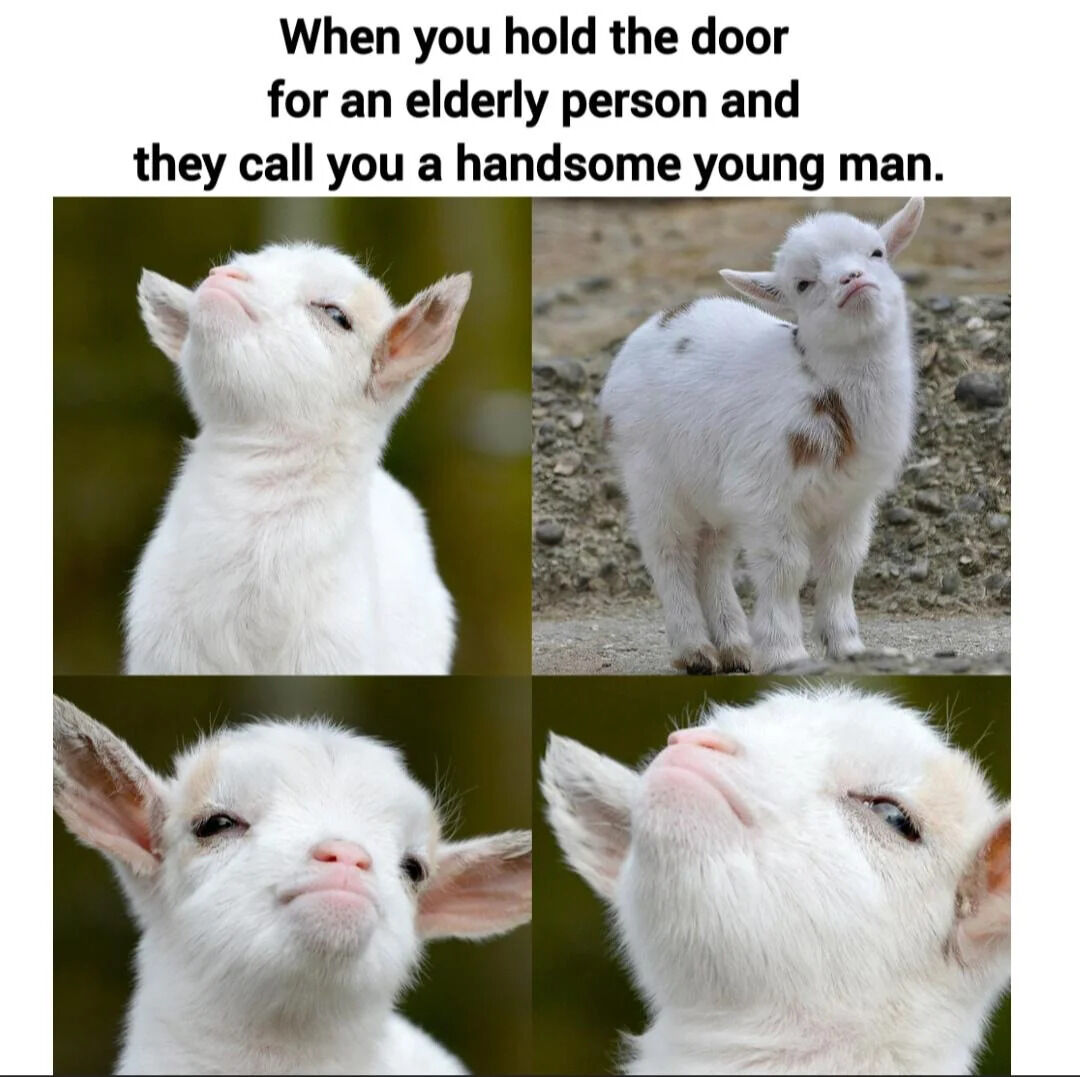 This is a 4-panel wholesome meme that uses four photos of fluffy white baby goats with smug, proud, self-satisfied facial expressions. The text at the top sets up a relatable positive everyday scenario: the feeling you experience when you hold a door open for an elderly person and they praise you by calling you a handsome young man. The goat's overly pleased, haughty demeanor perfectly captures the quiet elation and sense of pride people feel from receiving unexpected genuine praise for a small kind action.
