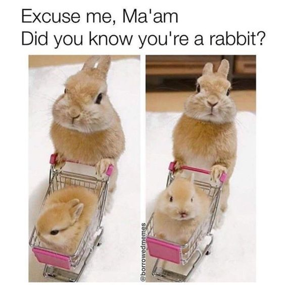This is a two-panel wholesome animal meme using forced perspective to create a playful visual joke. In the left panel, two rabbits are arranged with one sitting inside a miniature toy shopping cart and the other positioned behind it. The angle creates the illusion that the rear rabbit has a human-like upper body holding the cart's handles, making it appear as a humanoid figure (referred to as 'Ma'am' in the text). The right panel shifts the view slightly, revealing the trick: the 'upper body' is actually the head of the rabbit in the cart, and the rear rabbit is just a normal animal sitting behind it. The top text asks, 'Excuse me, Ma'am Did you know you're a rabbit?', which humorously points out the illusion—what looks like a human 'Ma'am' is actually just a rabbit. The joke relies on the subversion of the viewer's initial perception, turning a cute animal setup into a silly, unexpected punchline.