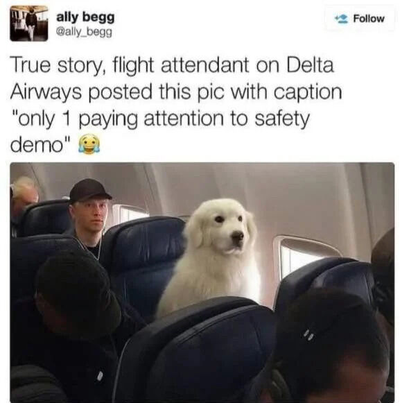 A screenshot of a Twitter post by user @ally_begg featuring a photograph taken inside a Delta Airways airplane. The tweet text explains that a flight attendant posted the image with the caption 'only 1 paying attention to safety demo' (accompanied by a laughing emoji). The photograph shows a white dog sitting upright in an airplane seat, appearing alert and focused, while surrounding human passengers are distracted—some looking downward, others not engaged with the safety demonstration. The humor arises from the playful implication that the dog is the sole attentive 'passenger' during the safety briefing.