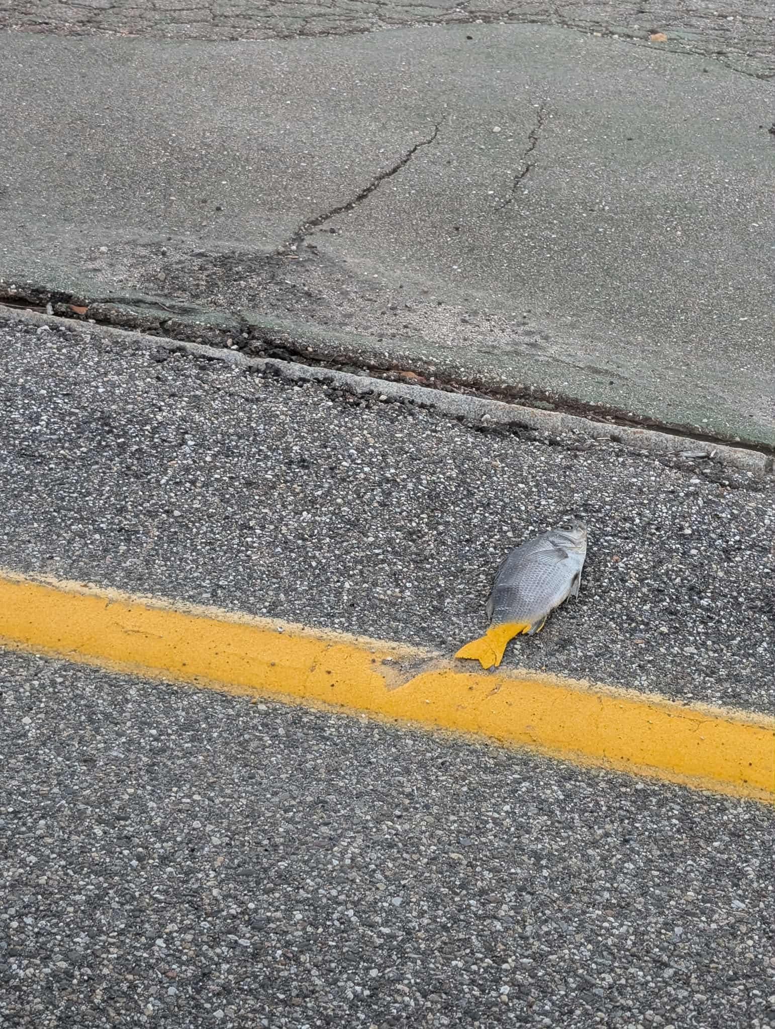 A color photograph showing a dead fish with a yellow tail lying motionless on an asphalt road. The fish is positioned across a solid yellow line painted on the pavement, which runs horizontally across the lower part of the image. The surrounding road surface appears worn, with visible cracks and a rough texture, transitioning from a darker asphalt section (foreground) to a lighter, more weathered concrete or asphalt area (background). The fish's body is primarily gray with a distinct yellow tail, and it lies with its head facing upward and tail extending toward the yellow line.