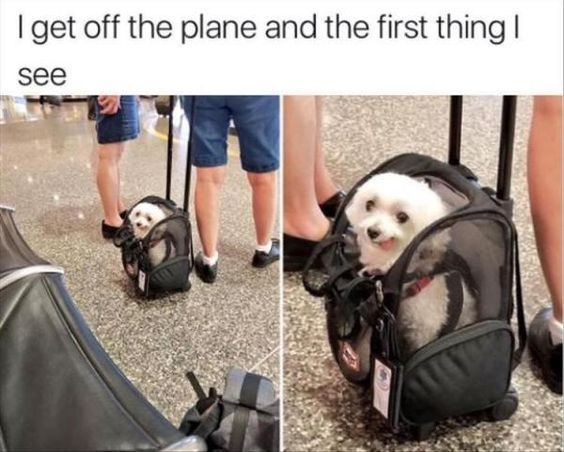 This is a wholesome two-panel meme. The top text reads: *I get off the plane and the first thing I see*. The left panel shows a small white dog peeking out from a tiny rolling luggage bag being pulled through an airport. The right panel is a closer shot of the same dog, leaning out of the bag with a happy, curious expression, appearing excited to be in the airport setting. The meme highlights the unexpected, cute, and warm moment of encountering a dog traveling in an unusual but adorable way, resonating with anyone who has had a delightful surprise during travel.