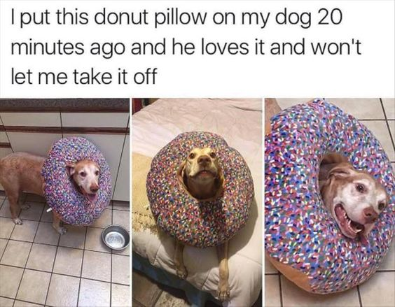 This is a three-panel collage meme featuring a brown dog wearing a colorful, sprinkled donut-shaped neck pillow (a playful alternative to a traditional cone collar). The top text reads: *"I put this donut pillow on my dog 20 minutes ago and he loves it and won't let me take it off"*. 

Each panel shows the dog in different settings:
1. First panel: The dog stands on a tiled kitchen floor next to a water bowl, looking calm and content with the pillow on.
2. Second panel: The dog lies on a bed, staring directly at the camera with a neutral, alert expression.
3. Third panel: A close-up shot of the dog, looking very happy with its mouth open, clearly enjoying the pillow.

The humor and charm come from the unexpected contrast: most dogs dislike restrictive cone collars, but this dog has fully embraced the donut pillow as a favorite accessory, refusing to let its owner remove it. It's a wholesome, funny take on pet behavior.