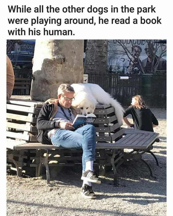 This is a wholesome meme image set in a sunny public park. A middle-aged man wearing glasses, a black jacket, and blue jeans is sitting on a wooden park bench, holding and reading a physical book. A large fluffy white dog is lying comfortably on the raised back of an adjacent wooden picnic table, leaning its head over the man's shoulder to look at the pages of the book, as if reading alongside him. Text positioned above the photograph reads: 'While all the other dogs in the park were playing around, he read a book with his human.' Other park visitors and trees are visible in the background, emphasizing the relaxed public park setting. The meme highlights a sweet, calm bond between the dog and its owner, playing on the humorous idea that the dog is choosing to engage in a quiet activity with its human instead of playing with other dogs.