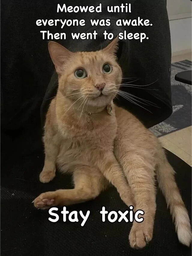 A photograph featuring an orange tabby cat with a white muzzle and paws, wearing a collar with a small tag. The cat is positioned on a black surface, possibly a chair or couch, with its body relaxed and front legs stretched out. It has a wide-eyed, alert expression with large green eyes and perked ears. Overlaid text at the top reads: 'Meowed until everyone was awake. Then went to sleep.' and at the bottom: 'Stay toxic,' creating a humorous contrast between the cat's innocent appearance and the sarcastic 'toxic' label.