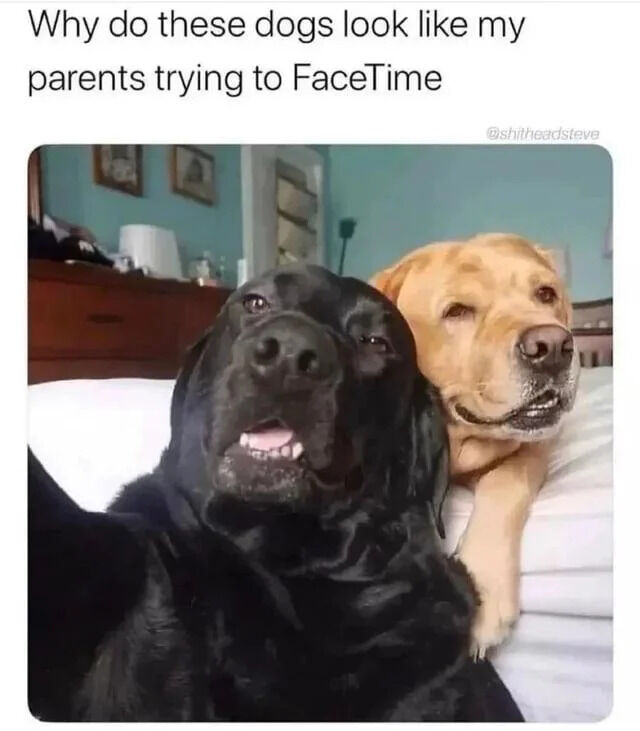 A humorous meme featuring a photograph of two real Labrador dogs—a black one in the foreground and a yellow one in the background—sitting on a bed in a bedroom. The black dog appears curious with its mouth slightly open, while the yellow dog looks calm and relaxed, leaning against the black dog. Above the image is a caption that reads, 'Why do these dogs look like my parents trying to FaceTime', creating a relatable and funny comparison between the dogs' earnest, slightly confused expressions and the common scenario of parents struggling with video call technology.