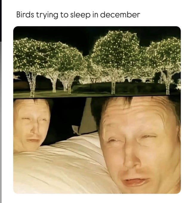 A two-panel meme. The top panel shows nighttime scene of trees heavily decorated with bright, glowing Christmas lights, illuminating the surroundings. The bottom panel shows two men lying in bed, appearing tired and annoyed, with expressions suggesting they are struggling to sleep. The text 'Birds trying to sleep in december' humorously compares the birds' likely struggle to sleep due to the bright holiday lights to humans being disturbed by light while trying to rest.
