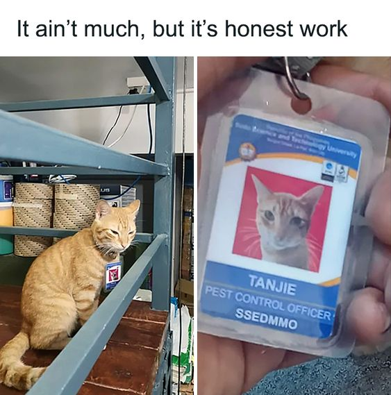 This is a two-panel wholesome animal meme. The top of the image features the text: "It ain't much, but it's honest work". The left panel shows an orange tabby cat sitting calmly on a wooden shelf, with a lanyard and ID badge around its neck, in a storage-like space with woven baskets in the background. The right panel is a close-up of the ID badge, which displays the cat's face, the name "TANJIE", the title "PEST CONTROL OFFICER", and the acronym "SSEDMMO" below a partially visible university logo/name (reading "...Science and Technology University"). The core joke is a playful pun and anthropomorphism: cats are natural predators of household pests like mice, so framing the cat's instinctual behavior as an official, humble "job" aligns perfectly with the popular meme phrase "It ain't much, but it's honest work"—celebrating earnest, low-key labor, here applied humorously to a pet's normal activities.