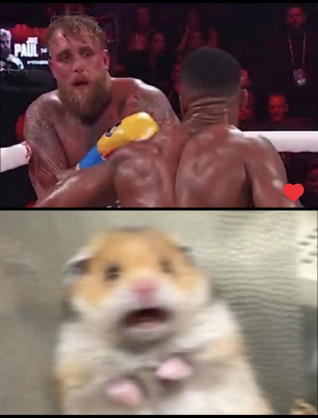 A two-panel meme collage. The top panel shows two boxers in a ring: one with visible tattoos, yellow and blue gloves, and a surprised, wide-eyed expression leaning forward, while the other has their muscular back turned. The background includes a partially visible 'PAUL' text, suggesting a boxing event. The bottom panel features a blurry hamster with its mouth open, appearing shocked or startled, mimicking the surprised expression of the top boxer. The visual joke lies in the parallel between the boxer's and hamster's similar shocked reactions.