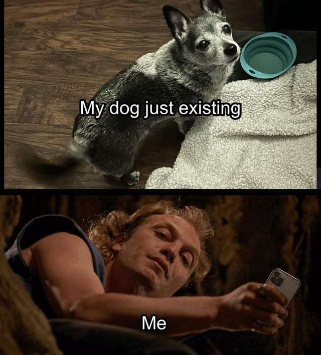 This is a two-panel relatable meme about common pet owner behavior. The top panel shows a real photo of a small grey and white mixed breed dog sitting on a wooden floor next to a fluffy white blanket and a teal collapsible silicone pet bowl, with overlaid text reading "My dog just existing". The bottom panel uses a popular reaction image of a curly-haired man lying down while holding a smartphone, looking at the screen with a soft adoring expression, captioned "Me". The core joke explains why many dog owners choose the largest available storage size for their mobile devices: they take hundreds of unnecessary photos and videos of their dogs doing even the most mundane, unremarkable activities, which fills up storage space very quickly.