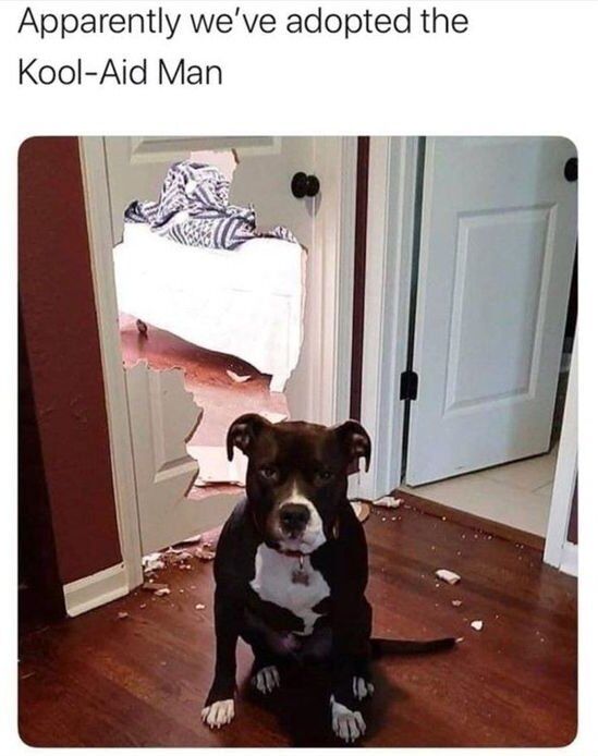 This meme features a black and white pit bull sitting calmly on a wooden floor in front of an interior door that has a large, jagged hole broken through its lower half. Debris from the broken door is scattered across the floor around the dog. Through the hole in the door, a bed with a striped blanket and white bedding is visible in the adjacent room. The dog has a neutral, slightly downcast expression, appearing unphased by the destruction it caused. The text at the top of the image reads "Apparently we've adopted the Kool-Aid Man", a pun referencing the iconic Kool-Aid Man from the brand's classic advertisements, who is famous for dramatically bursting through walls and doors while shouting "OH YEAH!". The joke frames the dog's destructive act as a parody of the Kool-Aid Man's signature entrances, humorously equating the pet's mischief to the character's over-the-top behavior.