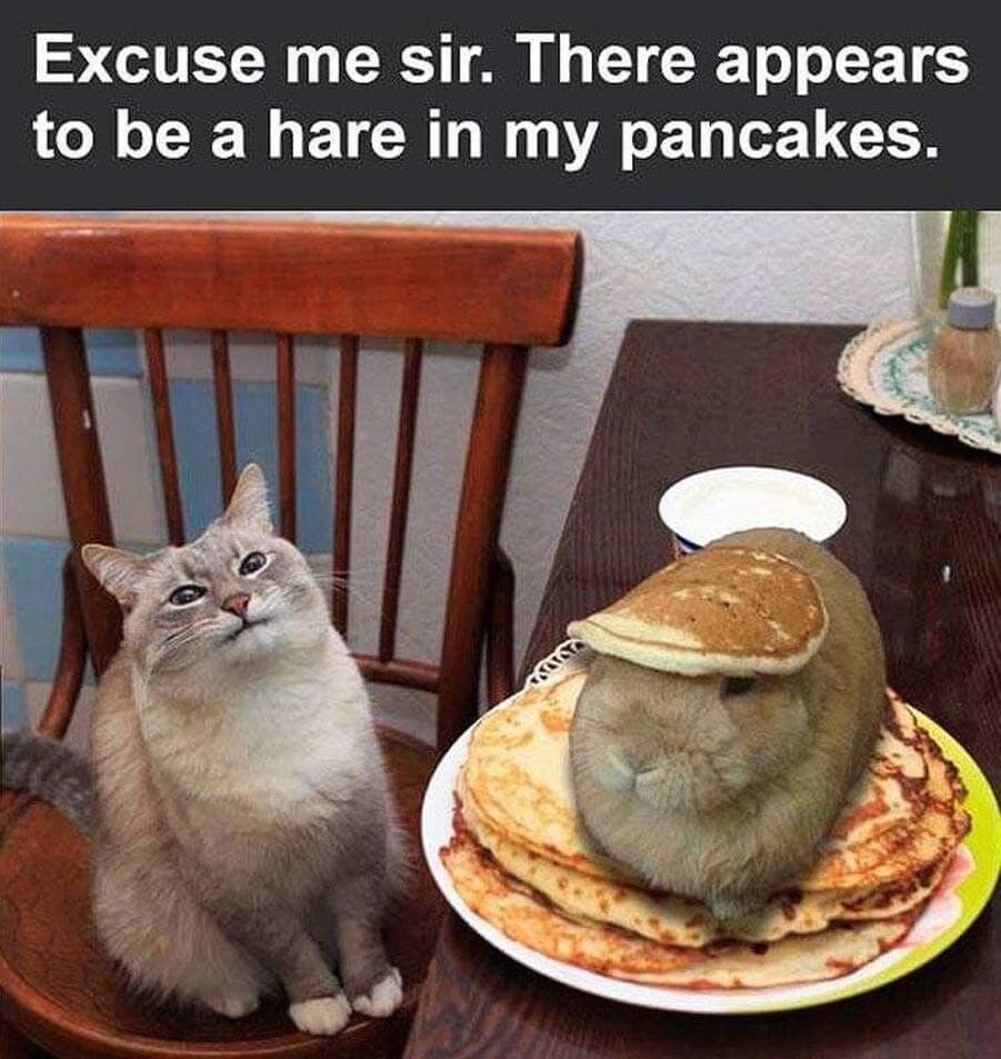 A humorous and wholesome meme featuring a gray cat sitting on a wooden chair next to a table. On the table, there is a stack of golden-brown pancakes with a small hare (rabbit) sitting atop them; the hare has an additional pancake balanced on its head. The cat looks upwards with wide, curious eyes, as if drawing attention to the unusual scenario. At the top of the image, a text overlay reads: 'Excuse me sir. There appears to be a hare in my pancakes.' The joke relies on the pun of 'hare' (the animal) being literally 'in' the pancakes, creating a whimsical and lighthearted scene.