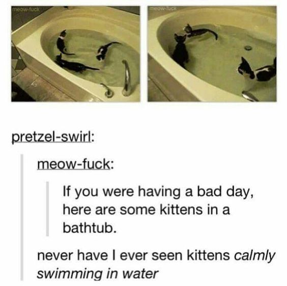 A two-panel meme featuring kittens calmly swimming in a bathtub. The top section contains two side-by-side images: the left panel shows two kittens in the water, and the right panel shows three kittens swimming. Below the images is a text thread starting with 'pretzel-swirl:' followed by 'meow-fuck:' who posts, 'If you were having a bad day, here are some kittens in a bathtub. never have I ever seen kittens calmly swimming in water'. The content aims to uplift mood through the unusual sight of calm kittens in water.