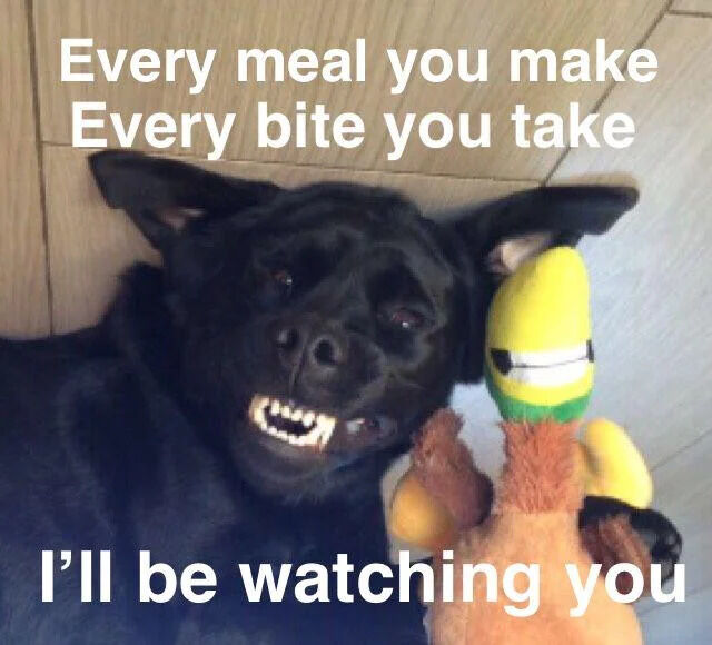 This is a humorous pet meme that features a real black dog with a naturally grinning, toothy expression, staring directly up at the camera while lying on a floor next to a stuffed plush toy. The overlaid text parodies the famous lyrics from The Police's song *Every Breath You Take*, changing the line to "Every meal you make / Every bite you take / I'll be watching you" to joke about the universal experience of dogs constantly watching and begging for food whenever their owner eats. The dog's intense, grinning stare creates a funny, cute threatening vibe that is relatable to any dog owner.
