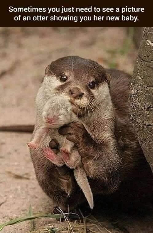 This is a wholesome single-image meme. The main visual is a real wildlife photograph of an adult mother otter standing beside a rough tree trunk on dirt ground, holding her tiny, light-furred newborn otter pup up directly toward the camera as if proudly presenting her baby to the viewer. The mother otter looks directly at the camera with a calm, gentle expression, while the newborn pup has its eyes closed and looks very young. Across the top of the image, white text on a solid dark brown banner reads: 'Sometimes you just need to see a picture of an otter showing you her new baby.' The entire meme is designed to be comforting and uplifting for the viewer.