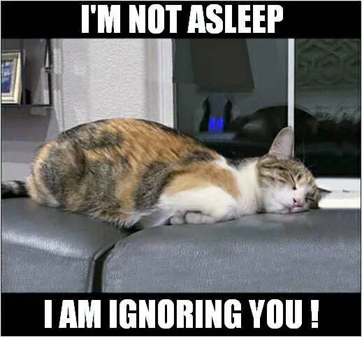A photograph of a calico cat with orange, black, and white fur lying curled up on a gray leather couch. The cat's eyes are closed, giving the appearance of sleeping. At the top of the image, bold white text reads 'I'M NOT ASLEEP', and at the bottom, bold white text reads 'I AM IGNORING YOU !', creating a humorous contradiction where the cat pretends to be ignoring rather than sleeping.
