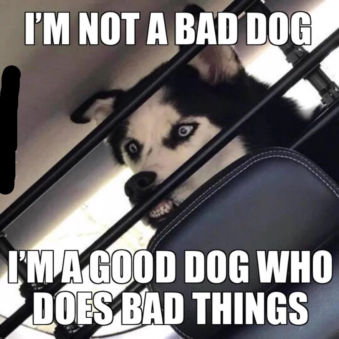 This meme features a real husky dog peeking through metal bars with a mischievous, wide-eyed, slightly snarly expression. The overlay text reads: 

**I'M NOT A BAD DOG**
**I'M A GOOD DOG WHO DOES BAD THINGS**

The joke plays on a lighthearted distinction between being inherently 'bad' and being a generally good entity that occasionally engages in mischief. The dog's expression perfectly complements the text, emphasizing the playful, unapologetic tone of the meme, making it relatable for anyone who's ever made a small mistake but doesn't consider themselves 'bad'.