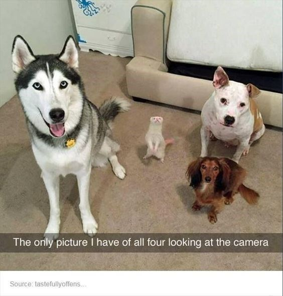 This image captures a rare, wholesome moment with four different domestic pets all looking directly at the camera, arranged on a carpeted indoor floor. From left to right: a black-and-white husky dog sits upright with an excited, open-mouthed expression, wearing a yellow tag; in the center, a small white ferret stands on its hind legs, gazing at the lens; top right, a white and brown pit bull mix sits calmly; bottom right, a long-haired brown dachshund sits attentively. The on-image text reads *"The only picture I have of all four looking at the camera"*, which highlights the relatable struggle pet owners face when trying to get multiple animals to cooperate for a photo. The humor comes from the fact that this seemingly simple task is actually a major achievement for pet parents, making the image both funny and heartwarming.