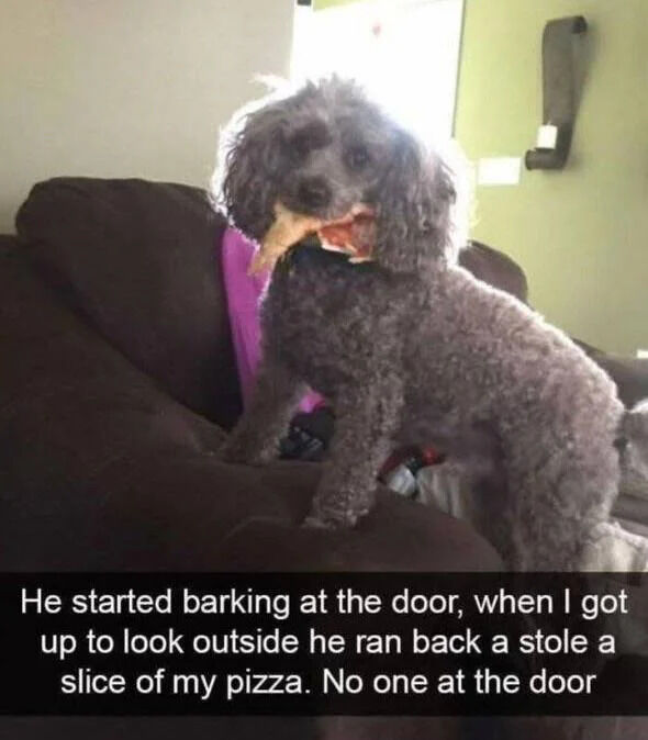 A photograph of a gray poodle sitting on a brown couch, holding a slice of pizza in its mouth. The dog appears to have successfully stolen the pizza, with a mischievous and triumphant expression. Below the image, there's a text explanation: 'He started barking at the door, when I got up to look outside he ran back a stole a slice of my pizza. No one at the door'. The scene is set in a living room with a green wall and a door visible in the background. The dog's curly fur and the pizza slice are key visual elements, highlighting the playful and cunning behavior of the pet.
