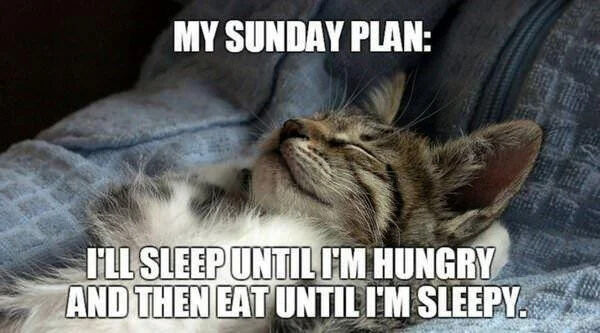 This is a relatable wholesome meme featuring a real tabby cat lying upside down on a soft blue blanket, with its eyes closed looking completely relaxed and sleepy. Overlaid white bold text outlines a low-effort lazy Sunday plan: "MY SUNDAY PLAN: I'LL SLEEP UNTIL I'M HUNGRY AND THEN EAT UNTIL I'M SLEEPY." The cat's relaxed, sleepy appearance perfectly matches the vibe of the described lazy weekend routine, making the meme relatable to anyone who enjoys slow, unproductive Sundays.