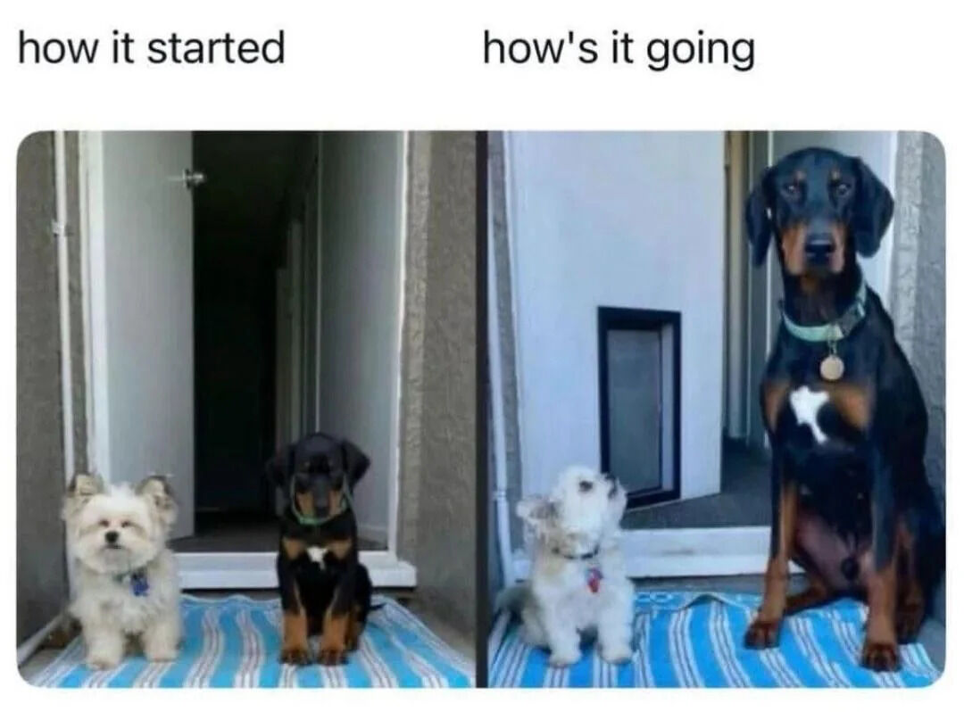 A two-panel comparison meme. The left panel, labeled 'how it started', shows two small dogs—a white fluffy dog and a black/brown puppy—sitting side by side on a blue striped mat in front of an open door. The right panel, labeled 'how's it going', shows the same two dogs in the same location: the white fluffy dog remains small, while the black/brown puppy has grown into a large, fully-grown Doberman, sitting calmly next to the smaller dog on the same blue striped mat. The meme humorously contrasts the initial small size of the black/brown dog with its current large size, highlighting the passage of time and growth.
