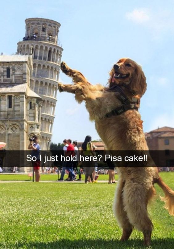 This meme features a real forced-perspective photograph taken at the Piazza dei Miracoli in Pisa, Italy, centered on a happy golden retriever standing on its hind legs with front paws raised. The pose creates the optical illusion that the dog is supporting the iconic Leaning Tower of Pisa, a classic tourist photo trick. Overlaid text reads: 'So I just hold here? Pisa cake!!' — this uses a wordplay pun, where 'Pisa' sounds identical to 'pizza', turning 'pizza cake' into a location-themed joke tied to the tower. In the background, other tourists and the adjacent Pisa Cathedral are visible, grounding the image in its real-world travel setting. The dog's excited, smiling expression amplifies the wholesome, lighthearted humor of the meme. To answer the dog's question: Yes, you're doing a great job holding it up!