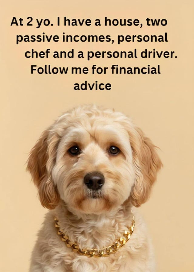 A meme featuring a light brown, curly-furred dog wearing a gold chain necklace, positioned against a plain beige background. Above the dog is prominent text claiming the dog is 2 years old and boasts possessions including a house, two passive incomes, a personal chef, and a personal driver, followed by an invitation to 'Follow me for financial advice'. The humor stems from the absurdity of a young dog having such extensive wealth and offering financial guidance, satirizing self-proclaimed financial gurus and over-the-top success claims.