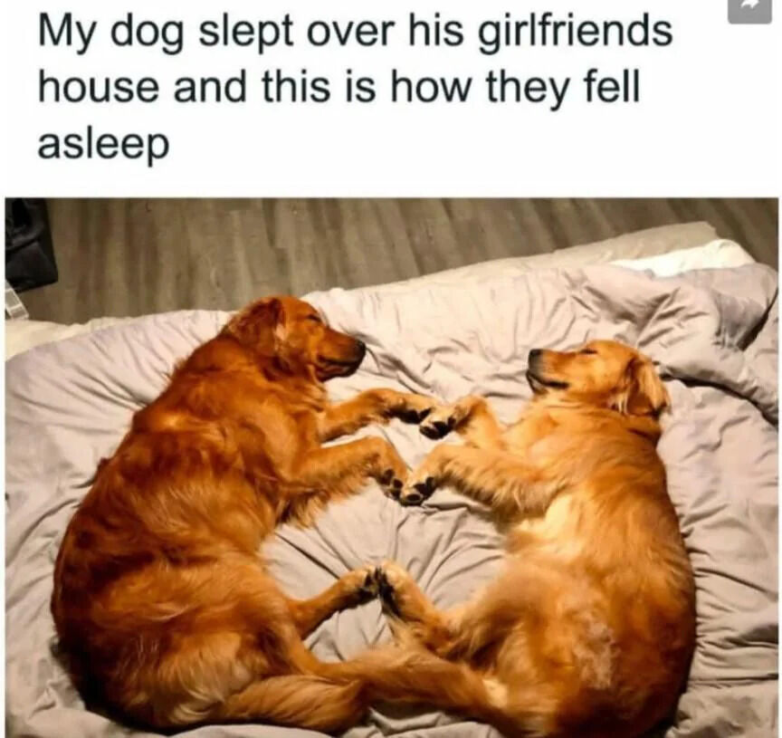 A photograph of two golden retrievers lying on their backs on a bed with light-colored sheets. The dogs are positioned symmetrically, each with their legs extended upward, and their front paws touch each other, creating a heart-like shape. Both dogs appear relaxed and are sleeping peacefully, with their eyes closed and mouths slightly open. Above the image, there is a text caption that reads: 'My dog slept over his girlfriends house and this is how they fell asleep', framing the scene as a cute, wholesome moment between the two dogs.