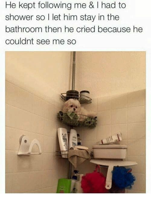 This is a wholesome meme featuring a real photo of a tiny fluffy white dog. The accompanying text explains that the dog kept following his owner everywhere, and when the owner needed to shower, she left him waiting in the bathroom. The dog cried because he could not see his owner, so he climbed up into the corner wire shower caddy shelf to stay where he could see her. The photo shows the small dog comfortably sitting inside the shower storage shelf, peeking out towards his owner.