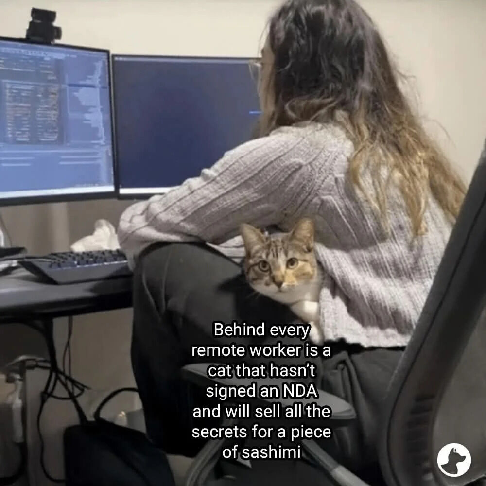 This relatable wholesome meme features a candid shot of a female remote worker seen from behind, sitting at a home office desk with two computer monitors, one of which displays lines of code indicating she likely works in a tech field. A brown and white tabby cat is peeking out directly at the camera from the gap between the woman's back and her office chair. Overlaid text on the image jokes that every remote worker has a cat present for their work that has not signed a non-disclosure agreement (NDA), and would leak all confidential work secrets in exchange for a piece of sashimi, playing on the common real-life scenario of pets being present during remote work calls and having full access to a remote worker's professional life at home.