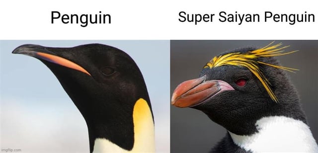 A two-panel meme comparing a normal penguin and a 'Super Saiyan Penguin.' The left panel shows a real penguin with a neutral expression, head turned to the left, labeled 'Penguin.' The right panel features an edited penguin with spiky yellow hair (resembling the Super Saiyan transformation from Dragon Ball), red eyes, and an intense expression, labeled 'Super Saiyan Penguin.' The humor lies in parodying the iconic Super Saiyan transformation by applying its visual traits (spiky yellow hair, red eyes) to a penguin, creating a absurd and funny comparison.