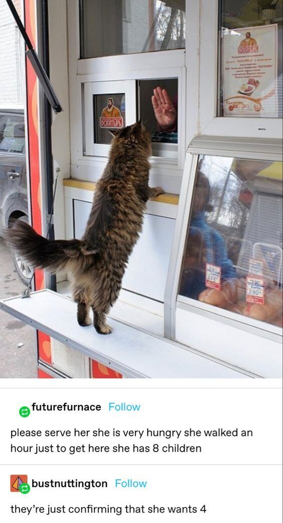 A heartwarming image screenshot from X.com (formerly Twitter) featuring a fluffy, long-haired cat standing on its hind legs, leaning against the open service window of a red and white food truck. The cat is eagerly looking up at a human hand extending from the window, seemingly pleading for food. Below the image, two user comments are visible: one from 'futurefurnace' humorously advocating for the cat, claiming she is very hungry, walked an hour, and has 8 children; and another from 'bustnuttington' jokingly suggesting the hand is confirming an order of 4 items. The food truck window displays a sign with a bearded man's image and the partial text 'DONUTS,' indicating it sells baked goods. The scene combines cuteness and humor, emphasizing the cat's endearing begging behavior and the playful community interaction in the comments.