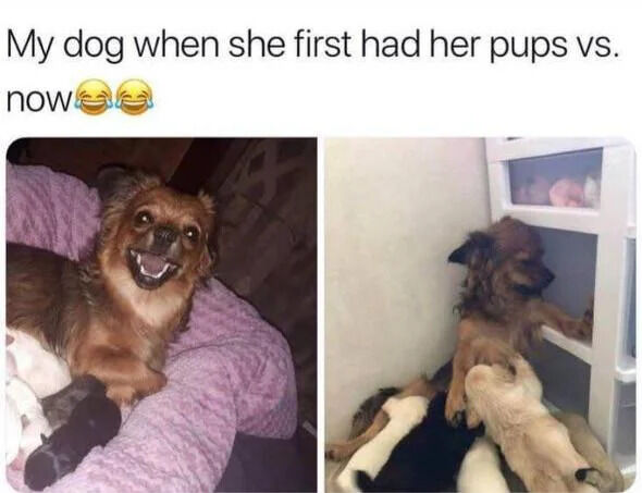 A two-panel comparison meme featuring a dog's experience with her puppies. The left panel shows the dog lying on a soft purple blanket, surrounded by puppies, with a happy and excited expression—mouth open as if smiling, eyes wide and engaged. The right panel contrasts this with the dog appearing exhausted: she is positioned against a white cabinet, with puppies climbing on her back and legs, her posture slouched and expression resigned. Above the panels is the text 'My dog when she first had her pups vs. now😂😂', emphasizing the humorous shift from initial joy to tired parenthood.