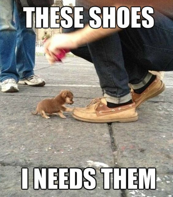 This meme features a tiny Chihuahua-style puppy standing on a paved outdoor surface, positioned next to a person's large tan boat shoes. The puppy appears to be reaching toward the shoes with its front paws, looking curious and admiring. The image has two bold white text captions: the top reads "THESE SHOES" and the bottom reads "I NEEDS THEM". The joke relies on multiple elements: the extreme visual contrast between the tiny dog and the oversized shoes, the anthropomorphism of the puppy giving it a human-like desire for the impractical footwear, and the intentional grammatical error (using "needs" instead of "need") to mimic a cute, childlike or pet-like voice. It's a wholesome, silly meme that taps into the relatable feeling of wanting something that's completely unsuitable or out of reach, presented in a lighthearted, adorable way.