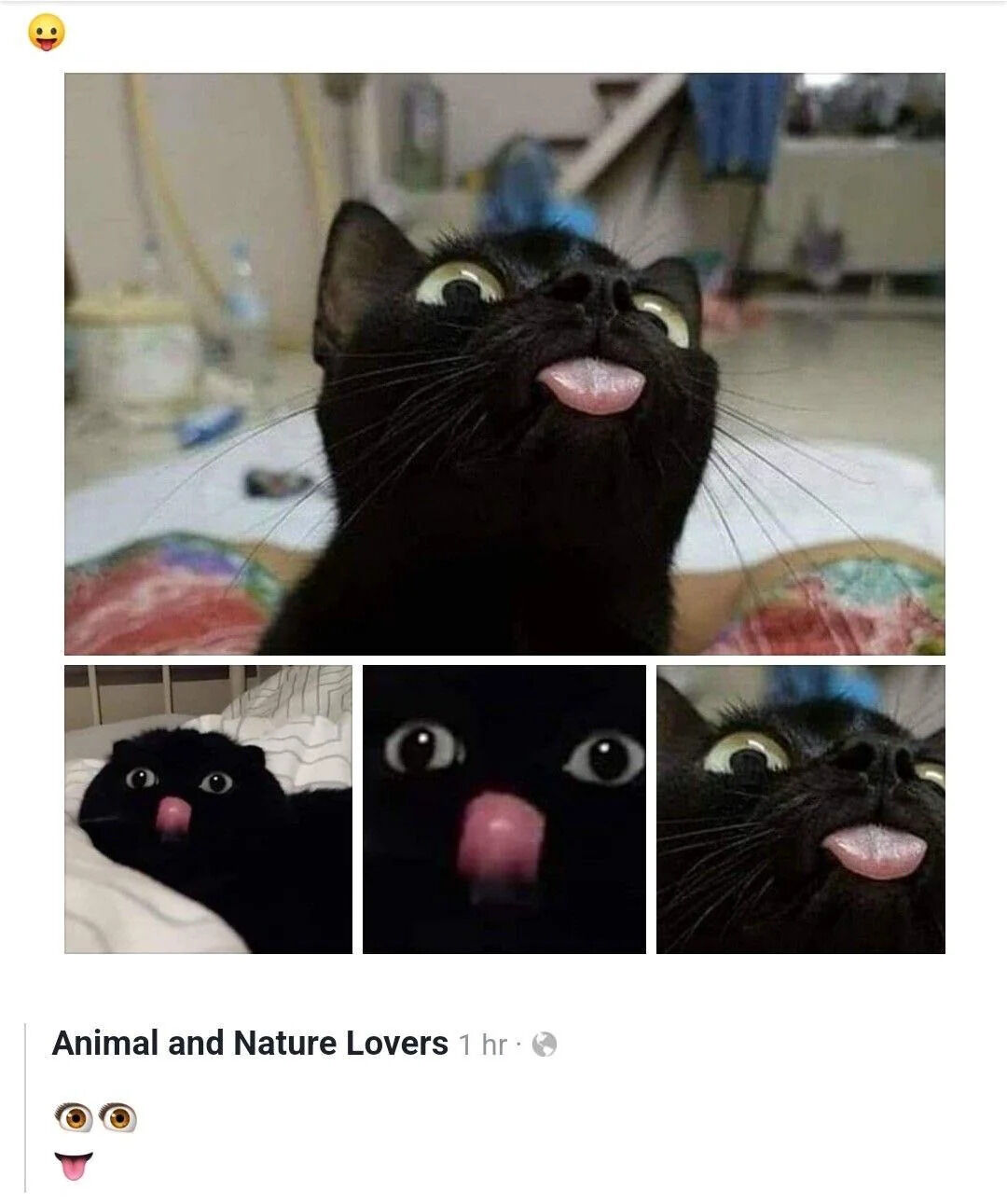 A wholesome meme featuring a black cat with a playful and endearing expression. The main image shows the cat looking upward with wide, round eyes and its pink tongue sticking out. Below the main image, there are three smaller images: the first shows the cat lying down with a similar tongue-out expression, the second is a close-up of the cat's eyes and tongue, and the third is another upward gaze shot. The post is from the account 'Animal and Nature Lovers' on X.com (formerly Twitter), with a timestamp of '1 hr' and emojis including a smiling face, cat eyes, and a tongue, enhancing the cute and lighthearted tone.