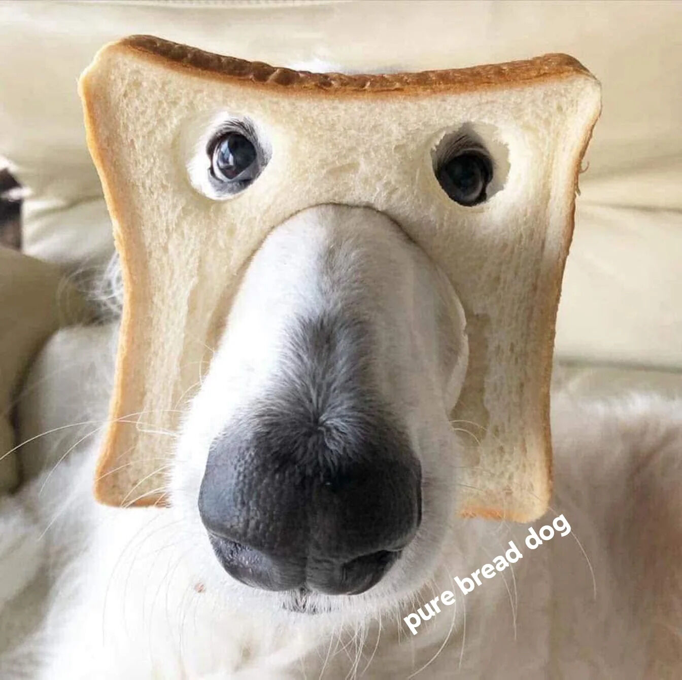The image is a close-up shot of a white dog's face facing directly at the camera. A slice of white sandwich bread with two eye holes cut out is placed over the dog's face, so the dog's eyes and nose poke out from the bread. Text in the bottom right corner reads "pure bread dog", which is a silly homophone pun on the term "purebred dog": the phrase literally describes the dog wearing bread, while sounding identical to the common term for a pedigree dog breed. The image is lighthearted and cute, leaning into the gentle absurdity of the visual and wordplay.
