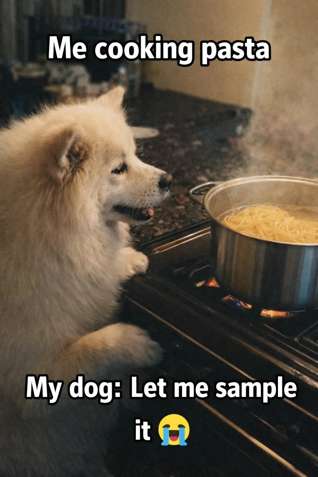 This wholesome meme features a real fluffy white dog (likely a Samoyed) leaning its front paws on a kitchen stove, staring intently at a pot of boiling pasta. The text overlay frames the scene: the top text reads "Me cooking pasta", and the bottom text says "My dog: Let me sample it 😭", paired with a crying-laughing emoji. The meme captures the relatable, cute moment of a pet eagerly begging for human food, emphasizing the dog's hopeful, focused expression and the endearing nature of pets around meals.