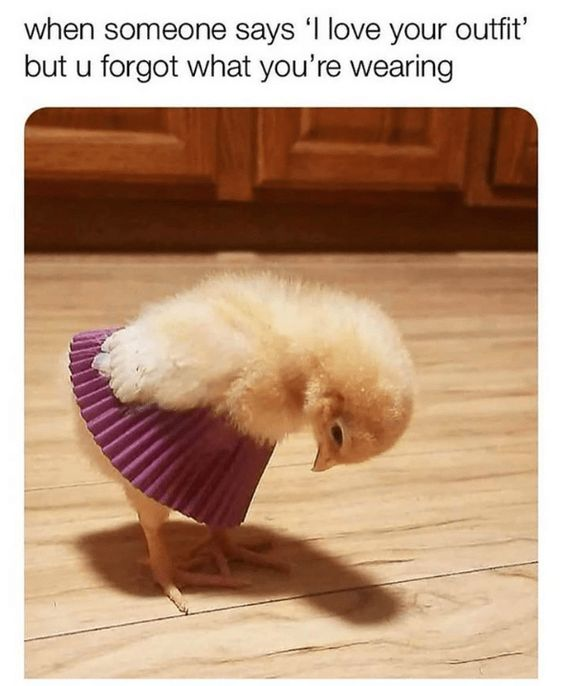 This is a relatable wholesome meme that pairs a photo of a fluffy baby chick wearing a purple cupcake liner as a skirt, looking down at its own outfit, with text describing a common awkward social moment: when someone compliments your outfit, but you have already forgotten what you put on that day, so you glance down to check. The chick's pose perfectly matches the awkward, confused feeling of this situation, making the joke cute and relatable.
