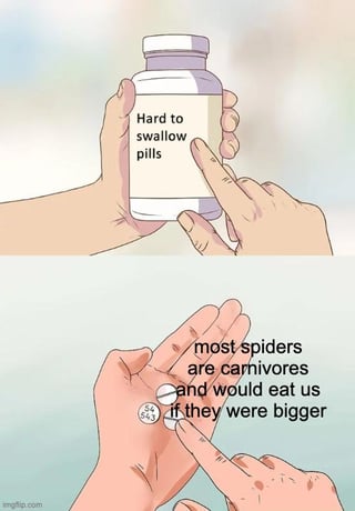 A two-panel infographic meme. The top panel depicts hands holding a white pill bottle labeled 'Hard to swallow pills'. The bottom panel shows hands pointing to a small spider on a finger, with accompanying text stating 'most spiders are carnivores and would eat us if they were bigger'. The meme uses the 'hard to swallow pills' format to humorously present an unsettling fact about spiders.