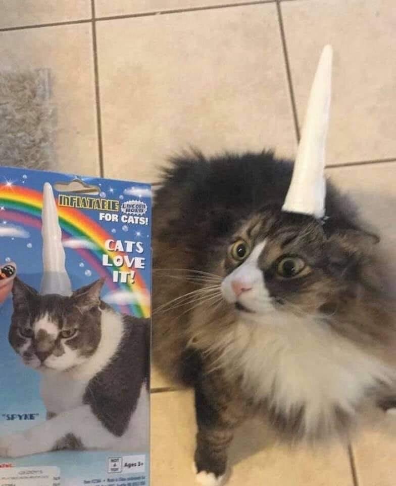 The image shows a real long-haired tabby and white cat sitting on a light beige tiled floor, wearing an inflatable white unicorn horn head accessory. Next to the cat is the retail packaging for the product, which is advertised as an 'Inflatable Unicorn Horn For Cats' with the prominent marketing text 'CATS LOVE IT!' alongside an image of a grumpy-looking cat wearing the same horn. The real cat in the photo has a wide-eyed, surprised, and visibly confused expression, creating a humorous contrast between the product's positive marketing claim and the actual cat's apparent unenthusiastic reaction to wearing the accessory.