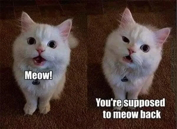A two-panel meme featuring a white fluffy cat sitting on a brown carpet. In the left panel, the cat looks up with a surprised or eager expression, accompanied by the text 'Meow!'. In the right panel, the cat maintains a similar posture but with a slightly more expectant look, with the text 'You're supposed to meow back'. The meme humorously portrays the cat as initiating and then expecting a reciprocal 'meow' interaction, creating a wholesome and lighthearted scenario.