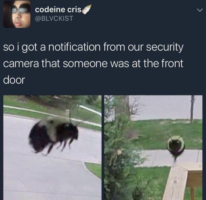 This is a screenshot of a public post from X (formerly Twitter). The poster states they received a motion alert from their home security camera notifying them someone was at their front door. The two attached security camera stills show a bumblebee flying extremely close to the camera lens, making the small insect appear disproportionately large, as if it were the 'visitor' that triggered the alert. The humor derives from the absurd, anticlimactic reveal of the false positive security notification.