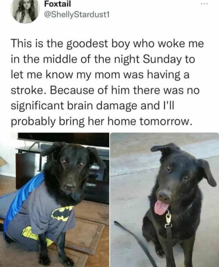 A social media post (likely from Twitter/X) by user Foxtail (@ShellyStardust1) featuring two photos of a black dog. The accompanying text explains the dog woke the user in the middle of the night to alert her that her mother was having a stroke, resulting in no significant brain damage and the mother being expected to come home soon. The left image shows the dog indoors wearing a gray Batman shirt with a yellow Batman logo and a blue cape, sitting calmly. The right image shows the same dog outdoors on concrete, sitting with its tongue out, appearing happy and relaxed.