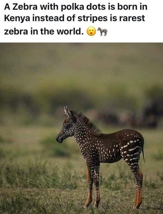 This image showcases an extremely rare baby zebra with a unique pseudomelanistic pattern—dark brown fur covered in white polka dots, instead of the classic black-and-white zebra stripes. The animal stands on a grassy, blurred savanna background, typical of Kenya's wildlife habitats. Above the zebra, an overlay text reads: 'A Zebra with polka dots is born in Kenya instead of stripes is rarest zebra in the world. 😮🦓'. This genetic mutation causes an abnormal pigment distribution, making this one of the most documented rare zebras globally, drawing attention from wildlife enthusiasts and the general public alike. The visual contrast between the unusual zebra and the standard expectation of striped zebras creates a surprising, attention-grabbing effect.