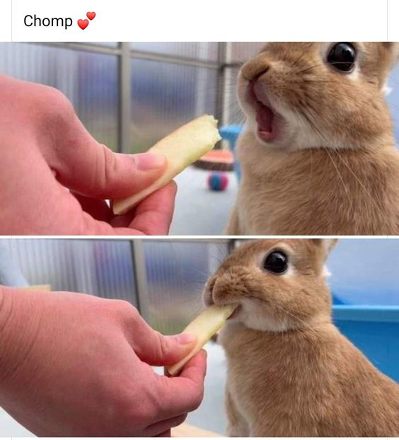This is a two-panel wholesome meme featuring a real brown bunny interacting with a human hand holding a vegetable treat. In the top panel, the bunny has its mouth wide open in excitement, ready to take the treat. In the bottom panel, the bunny is holding the treat in its mouth, looking content. The text 'Chomp ❤️' at the top emphasizes the cute, satisfying action of the bunny eating, creating a warm and positive feeling for viewers.